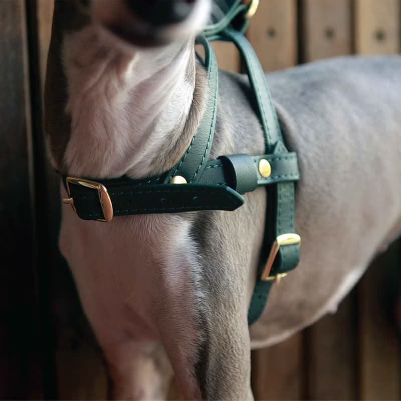 Classic Pet Harness, Soft genuine leather, Lightweight Small Dog Cat harness