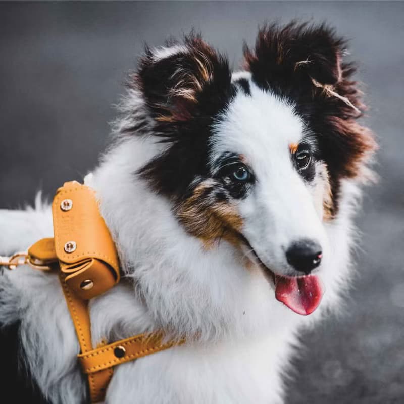 Classic Pet Harness, Soft genuine leather, Lightweight Small Dog Cat harness