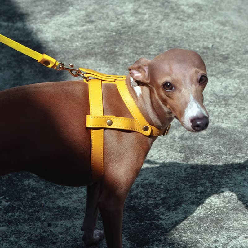 Classic Pet Harness, Soft genuine leather, Lightweight Small Dog Cat harness
