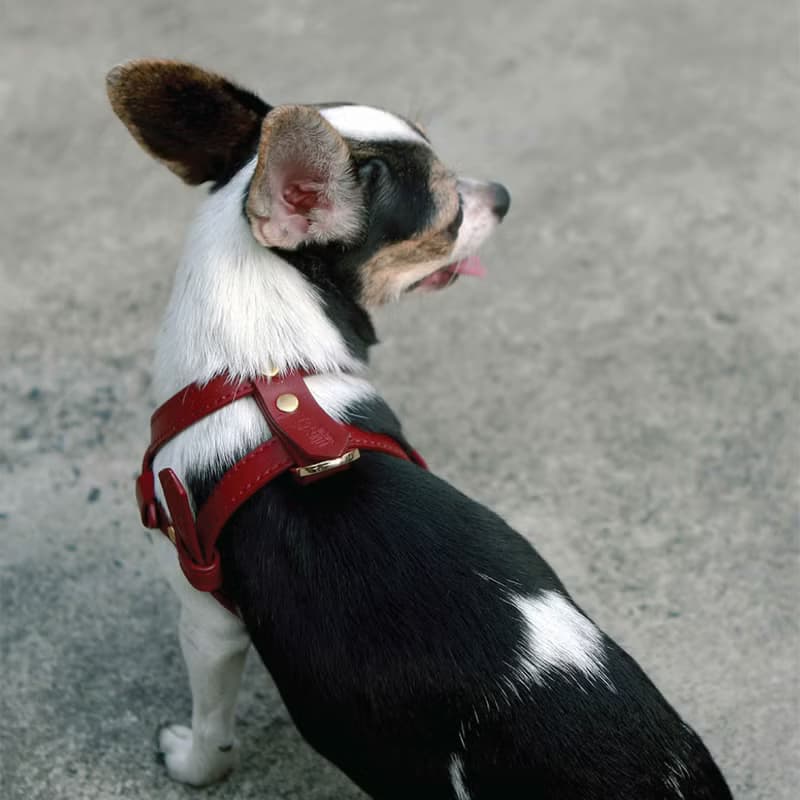 Classic Pet Harness, Soft genuine leather, Lightweight Small Dog Cat harness