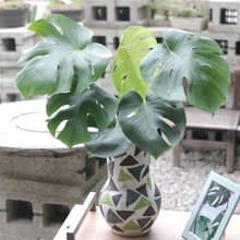 水培植栽│龜背芋_室內植物 辦公室盆栽 店內擺設 送禮