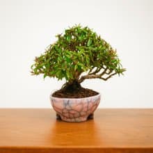 小品盆栽・縮緬葛・チリメンカズラ