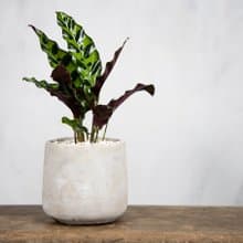 【室內盆栽】劍羽竹芋 觀葉植物 綠化盆栽 植栽 開幕送禮 盆栽