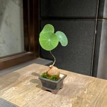 圓葉山烏龜 球根山野草