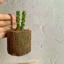 手工木作設計 盆栽擺飾 多肉植物 花吹雪