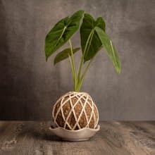絨葉觀音蓮苔球 苔球植物 苔玉 適合室內植物 辦公室植物 交換禮