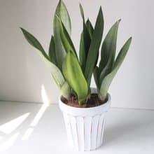 植栽 盆栽l 名刀出鞘銀后虎尾蘭 大盆羅馬浮雕盆 網紅植物 強散光