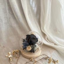 可急單 永生玫瑰花鐘罩 教師節禮物 畢業  生日禮