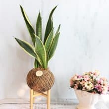 大苔球專區 / 室內植物 開幕植栽 榮升 新居 虎尾蘭 火鶴