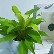 【質感爆棚】蔓麗榕大理石盆 桌上型 送禮自用擺設