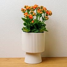 長壽花 高腳直紋陶瓷盆 桌上型盆栽 觀葉植物 禮物 盆栽 交換禮物