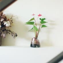 水耕炭盆 | 火鶴   室內植栽/簡單照顧/懶人福音/送禮