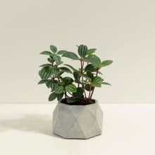 白脈椒草│泥作系列│福所栽
