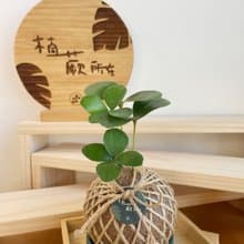 幸運草鐵樹 水苔球植物 室內植物 居家擺設