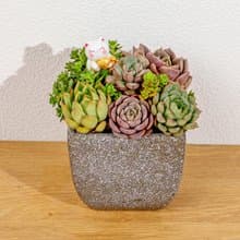 多肉組盆 方弧水泥盆器 桌上型盆栽 開幕送禮 喬遷禮物 植栽 盆栽