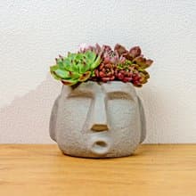 多肉組盆 大摩艾盆栽淺灰 桌上型盆栽 開幕送禮 喬遷禮物 植栽