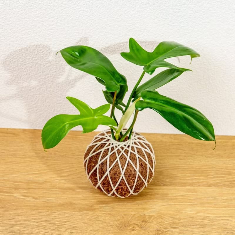 苔球植物 龍爪蔓綠絨苔球 苔玉 禮物 送禮 桌上盆栽