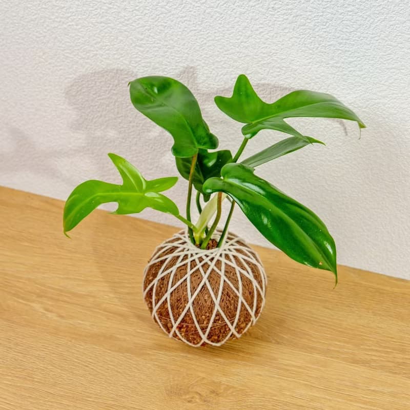 苔球植物 龍爪蔓綠絨苔球 苔玉 禮物 送禮 桌上盆栽