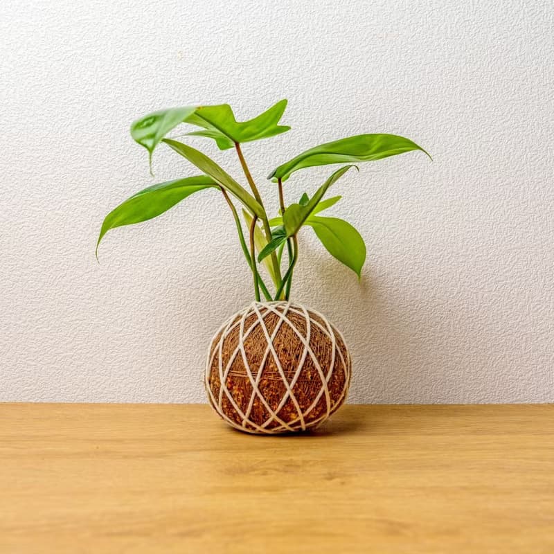 苔球植物 龍爪蔓綠絨苔球 苔玉 禮物 送禮 桌上盆栽