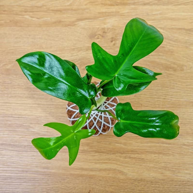 苔球植物 龍爪蔓綠絨苔球 苔玉 禮物 送禮 桌上盆栽