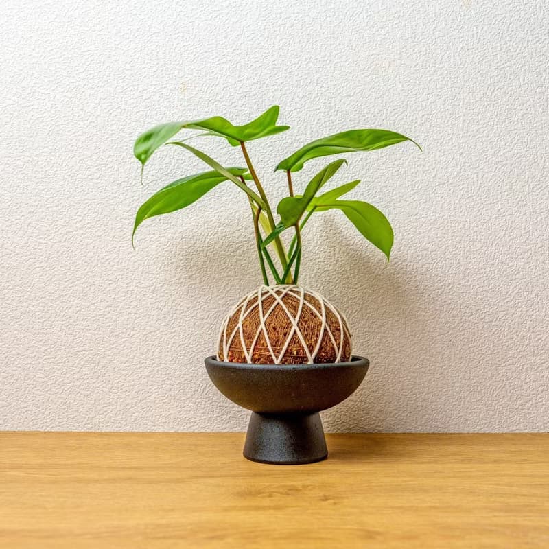 苔球植物 龍爪蔓綠絨苔球 苔玉 禮物 送禮 桌上盆栽