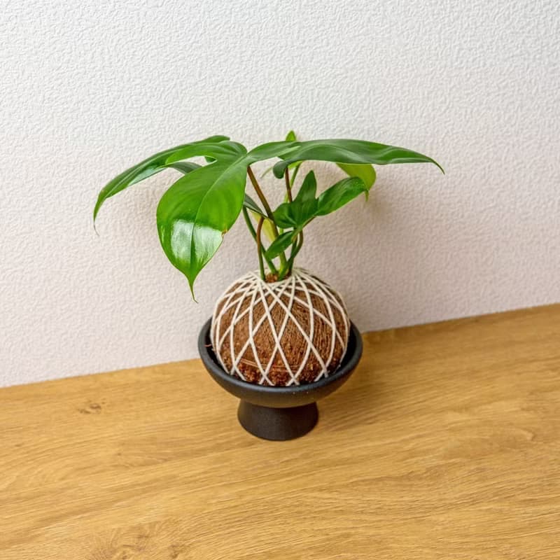 苔球植物 龍爪蔓綠絨苔球 苔玉 禮物 送禮 桌上盆栽