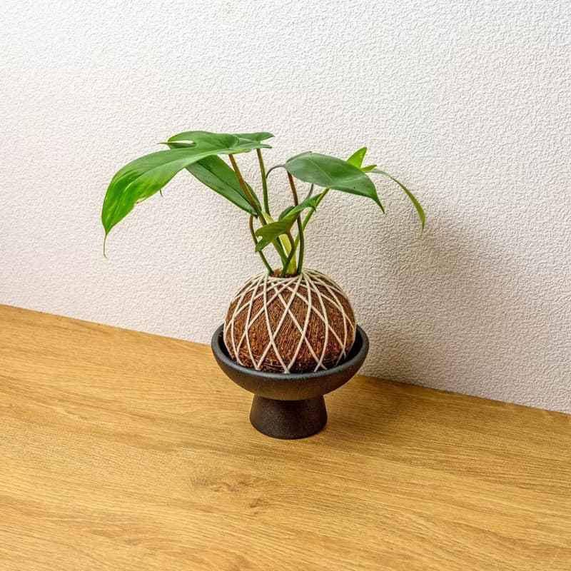 苔球植物 龍爪蔓綠絨苔球 苔玉 禮物 送禮 桌上盆栽