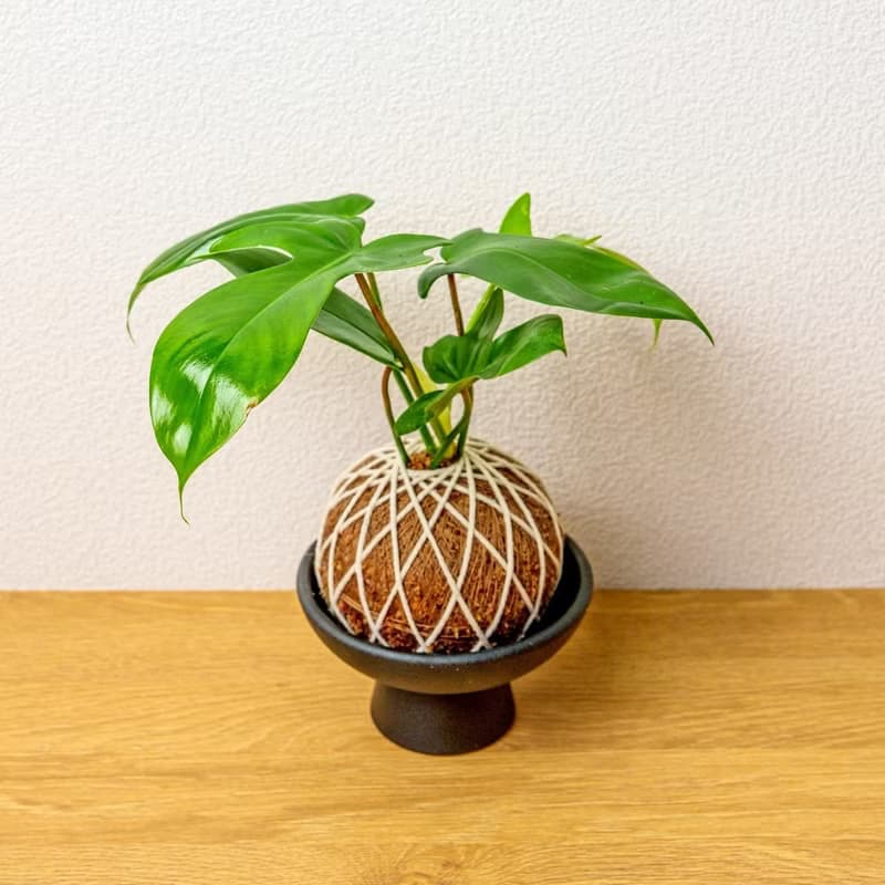 苔球植物 龍爪蔓綠絨苔球 苔玉 禮物 送禮 桌上盆栽