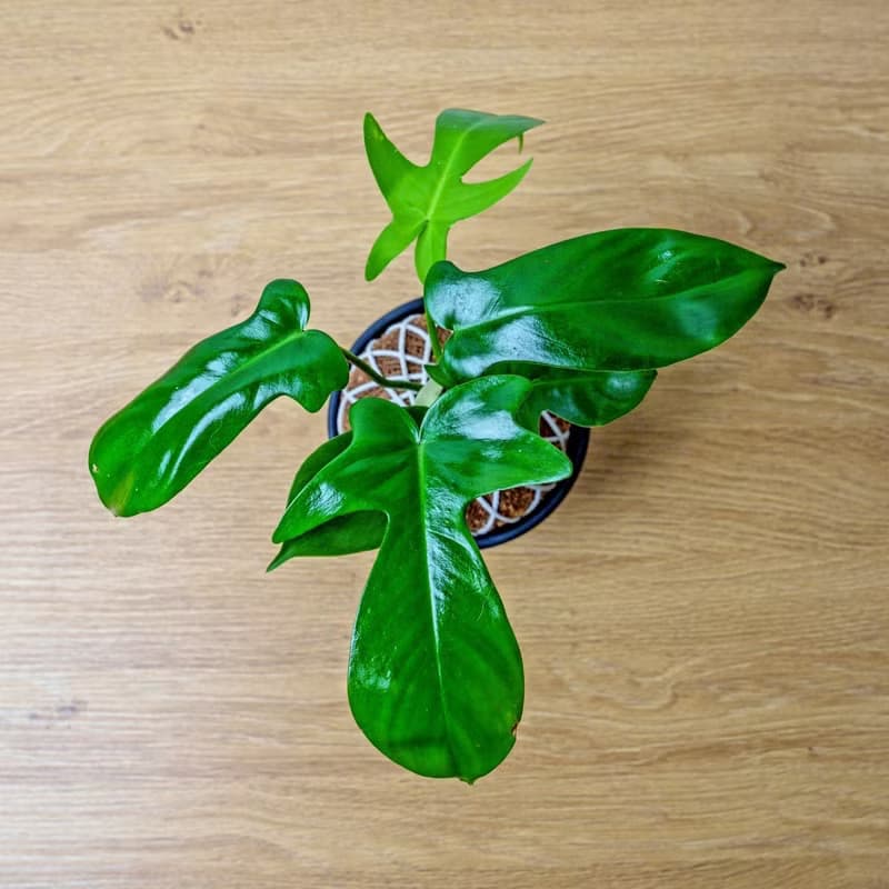 苔球植物 龍爪蔓綠絨苔球 苔玉 禮物 送禮 桌上盆栽