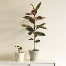 Ruby Rubber Plant 斑葉橡膠樹大型植栽_荷蘭設計極簡霧面盆