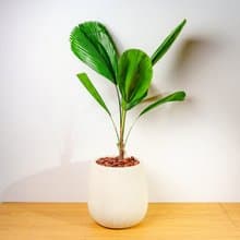 圓扇蒲葵細白條紋水泥盆栽 開幕盆栽推薦