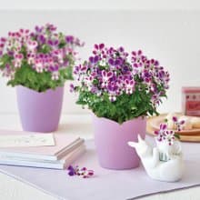 Viola Bunny Ear 心型栽培套組 / 小兔子角堇