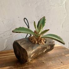 手工木作設計 盆栽擺飾 多肉植物 月兔耳