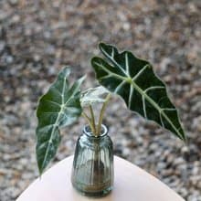 水培植栽│黑葉觀音蓮_室內植物 辦公室盆栽 店內擺設