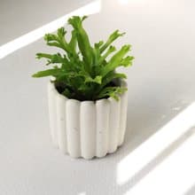 植栽 盆栽 l 鹿角山蘇  手指餅乾水泥盆  立體可愛鹿角 散光