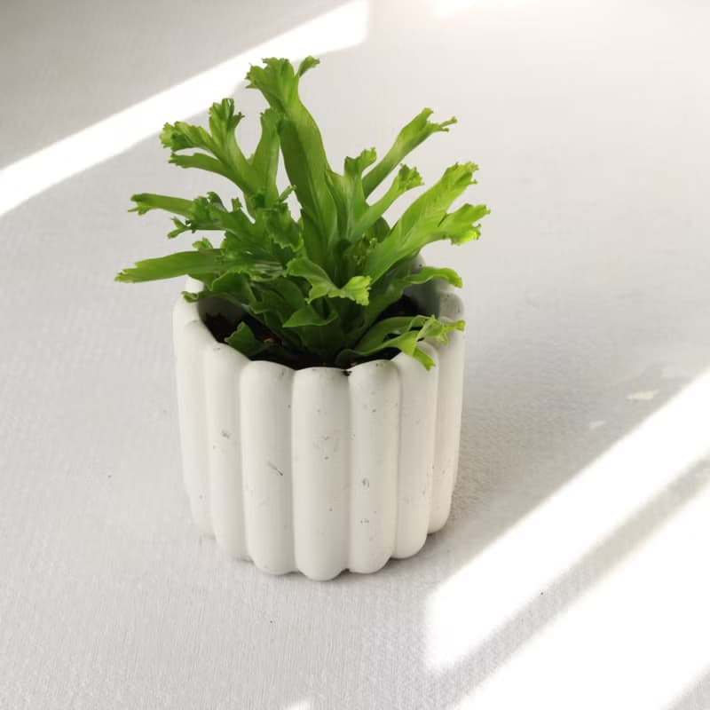 植栽 盆栽 l 鹿角山蘇  手指餅乾水泥盆  立體可愛鹿角 散光