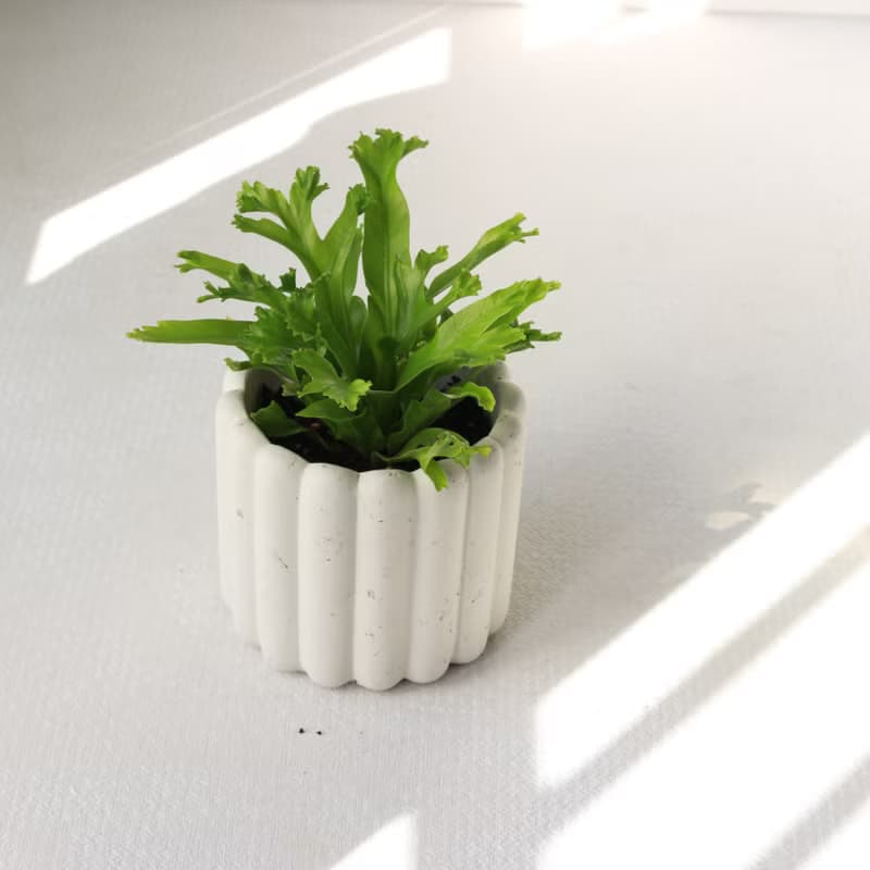 植栽 盆栽 l 鹿角山蘇  手指餅乾水泥盆  立體可愛鹿角 散光