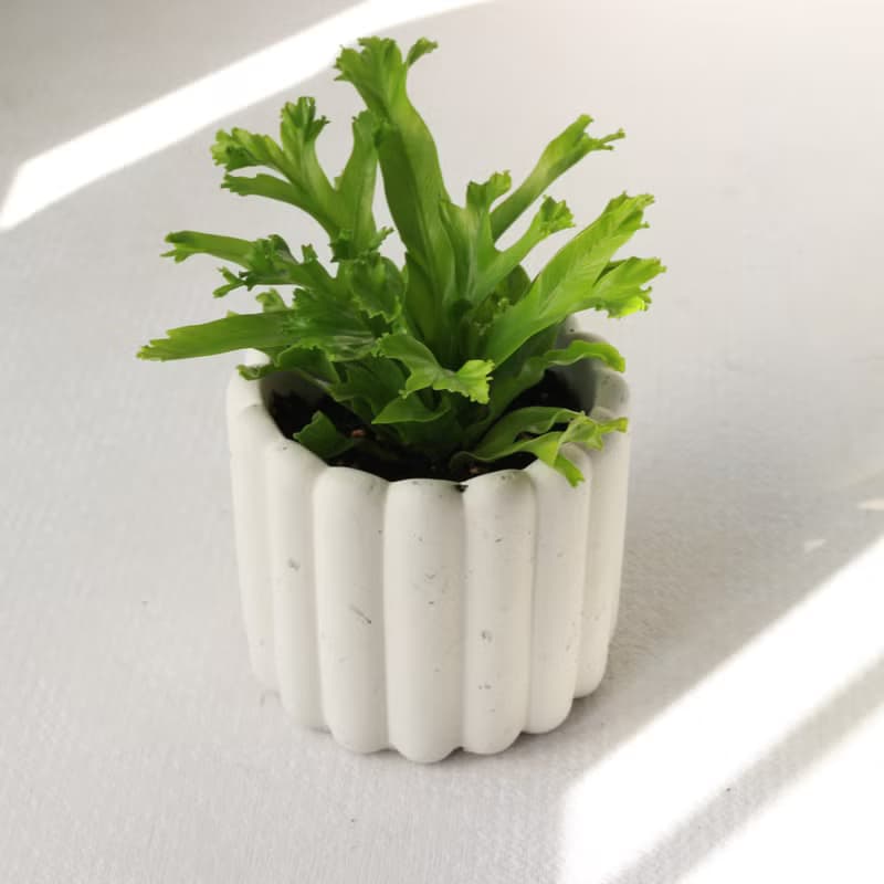 植栽 盆栽 l 鹿角山蘇  手指餅乾水泥盆  立體可愛鹿角 散光