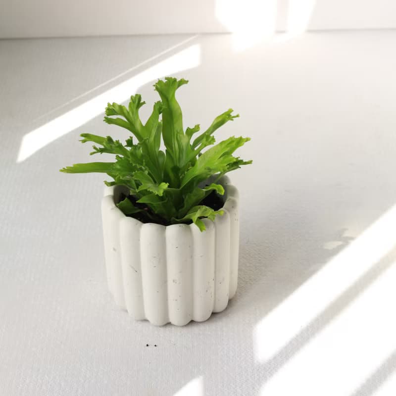 植栽 盆栽 l 鹿角山蘇  手指餅乾水泥盆  立體可愛鹿角 散光