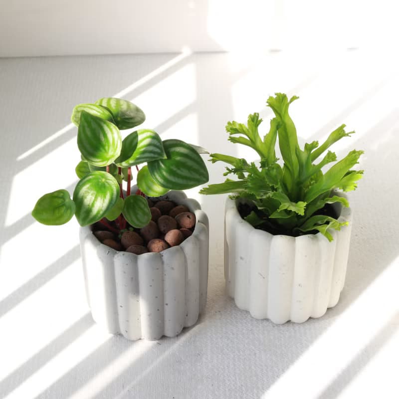 植栽 盆栽 l 鹿角山蘇  手指餅乾水泥盆  立體可愛鹿角 散光