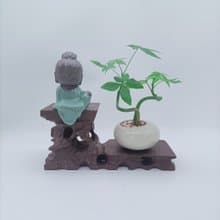 迷你招財樹