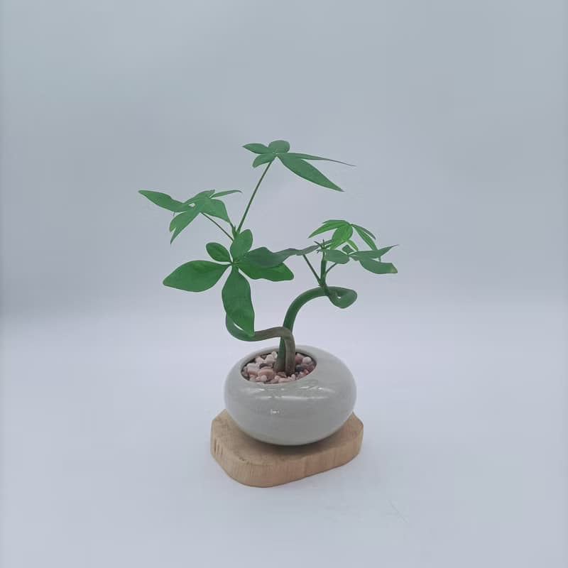 迷你招財樹