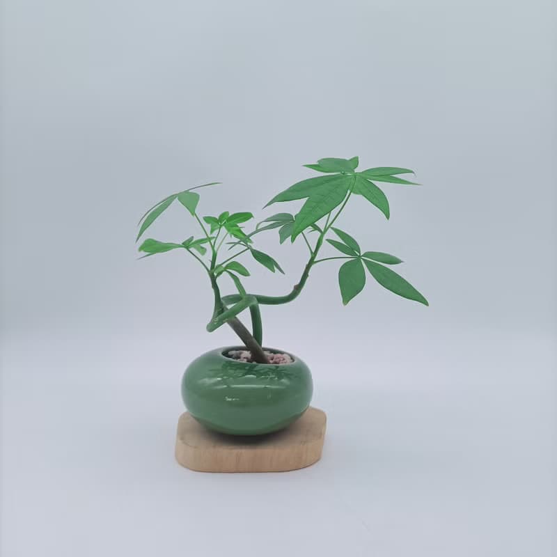 迷你招財樹