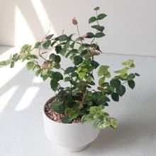 植在 盆栽 l 日本初雪葛 啞光燭台陶器 藤蔓植物 室內植物 強散光