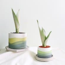 銀后•水泥盆栽 開幕盆栽 室內植物 喬遷 聖誕