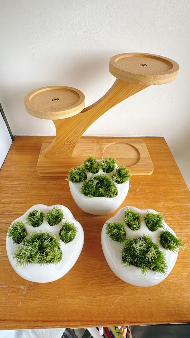 純自然 小貓肉球苔蘚盆栽 高低層架植栽組