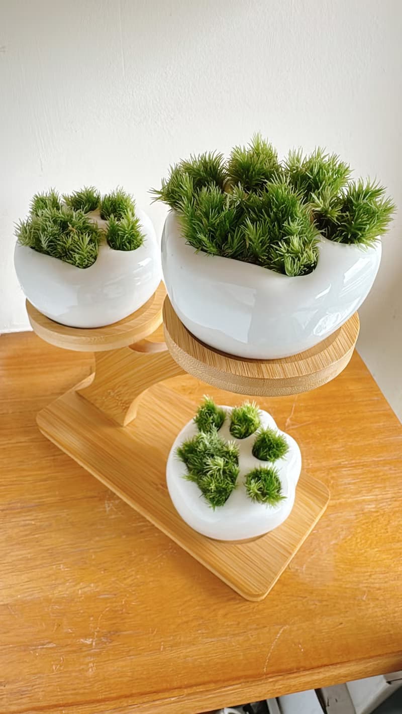 純自然 小貓肉球苔蘚盆栽 高低層架植栽組