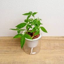 曲線馬拉巴栗 免澆水盆栽 室內植物 觀葉植物 禮物 盆栽 辦公室