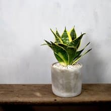 【室內盆栽】鑲邊虎尾蘭盆栽 小型盆栽 觀葉植物 綠化 盆栽 送禮