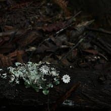 KUÂN KUÂN 綠植系列 罌粟花耳環 純銀